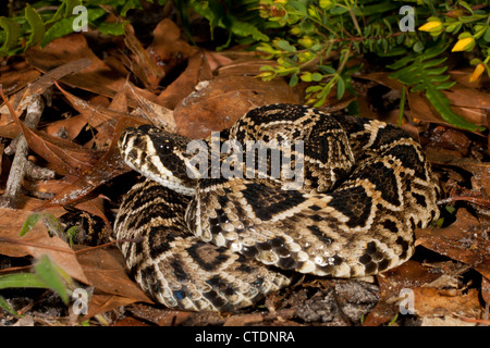 Young eastern diamondback rattlesnake - Crotalus adamanteus Stock Photo