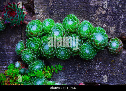 Brick wall of cactus and succulents Stock Photo