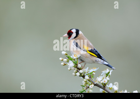 Garden birds, Goldfinch, carduelis carduelis, perched on Blackthorn Blossom, Norfolk, UK, April,  Stock Photo