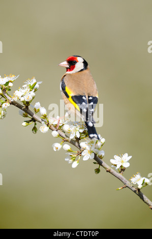Garden birds, Goldfinch, carduelis carduelis, perched on Blackthorn Blossom, Norfolk, UK, April,  Stock Photo