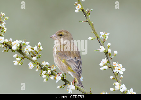 Greenfinch, carduelis chloris, female perched Blackthorn Blossom, Norfolk, UK, April Stock Photo