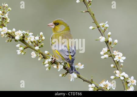 Greenfinch, carduelis chloris, male perched Blackthorn Blossom, Norfolk, UK, April Stock Photo