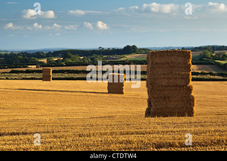 A view of cornfields after harvest with stacks of straw bales in Cranborne Chase Dorset Stock Photo