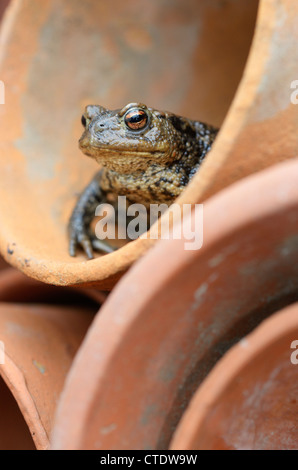 Common toad, bufo bufo, in terracotta flower pot, Norfolk, UK, May Stock Photo