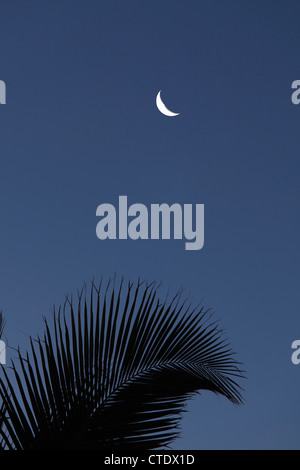 Palm frond with crescent moon Stock Photo