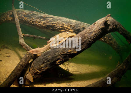 Armored Catfish, Loricariidae sp., Rio Formoso, Bonito, Mato Grosso do Sul, Brazil Stock Photo