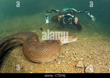 Scuba Diver photographing Green Anaconda, Eunectes murinus, Rio Formoso, Bonito, Mato Grosso do Sul, Brazil Stock Photo