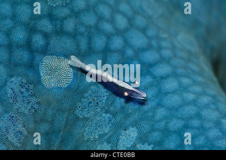 Commensal Shrimp on blue Starfish, Periclimenes soror, Lembeh Strait, North Sulawesi, Indonesia Stock Photo