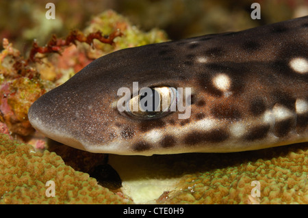 Coral Cat Shark, Atelomycterus marmoratus, Lembeh Strait, North Sulawesi, Indonesia Stock Photo