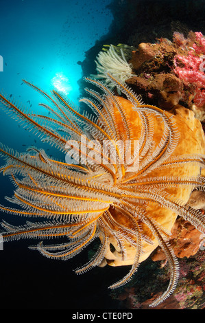 Featherstars in Coral Reef, Bunaken, North Sulawesi, Indonesia Stock Photo