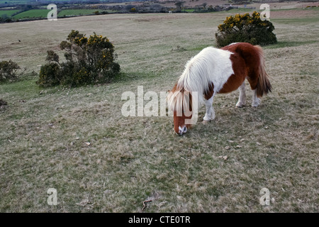 Pony eating grass on Dartmoor National Park in Devon Stock Photo