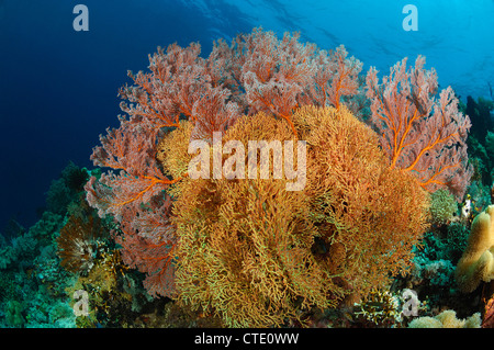 Coral Reef of Bunaken, North Sulawesi, Indonesia Stock Photo