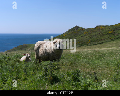 dh Mortehoe Point MORTEHOE DEVON Devonshire sheep and one lamb on coastal grass summer britain ewe uk field