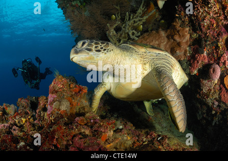 Green Turtle, Chelonia mydas, Bunaken, North Sulawesi, Indonesia Stock Photo