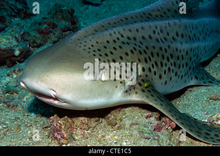 Leopard Shark, Stegostaoma varium, Phi Phi Islands, Thailand Stock Photo