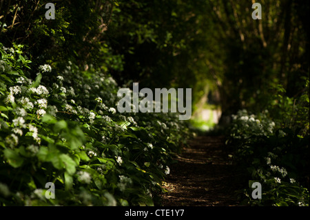 Wild garlic, Allium ursinum in spring Stock Photo