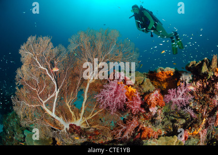 Scuba diving over Coral Reef, Similan Islands, Thailand Stock Photo