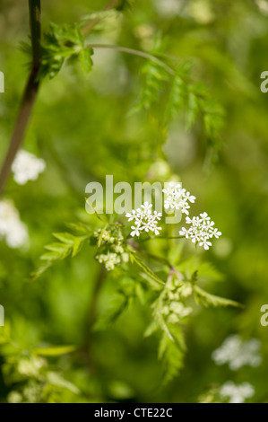 Anthriscus sylvestris, Cow Parsley in spring Stock Photo