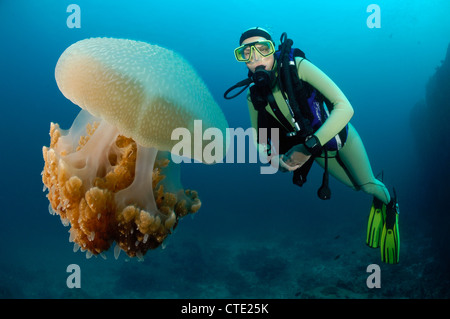 Juvenile Jacks hiding in Cauliflower Jellyfish, Cephea Cephea, Richelieu Rock, Surin Islands, Thailand Stock Photo