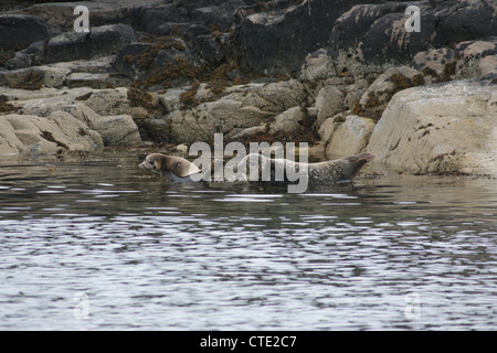 Common Seal (Phoca vitulina) pup relaxing next to its mothers in the water. Stock Photo