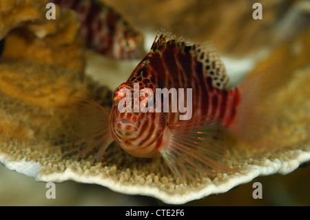 Threadfin Hawkfish, Cirrhitychthys aprinus, Bali, Seraya, Indonesia Stock Photo