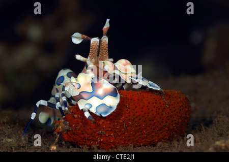 Harlekin Shrimp feeding on Starfish, Hymenocera elegans, Bali, Seraya, Indonesia Stock Photo