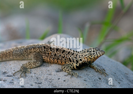 A Galapagos Lava Lizard (Microlophus albemarlensis) basks on a volcanic rock on Santa Fe, in the Galapagos Islands, Ecuador. Stock Photo