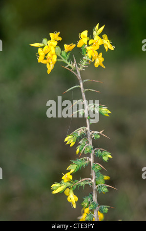 PETTY WHIN Genista anglica (Fabaceae) Stock Photo