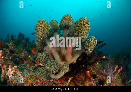 Stalked Green Sea Squirt Colony, Oxycorynia fascicularis, Cannibal Rock, Rinca, Indonesia Stock Photo