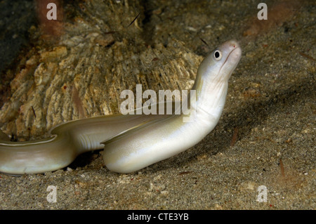 White Ribbon Eel, Pseudechidna brummeri, Cannibal Rock, Rinca, Indonesia Stock Photo