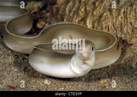 White Ribbon Eel, Pseudechidna brummeri, Cannibal Rock, Rinca, Indonesia Stock Photo