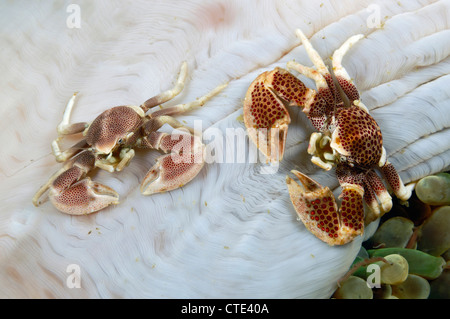 Pair of Porcellain Crab in Sea Anemone, Neopetrolisthes maculatus, Cannibal Rock, Rinca, Indonesia Stock Photo