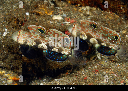 Pair of Crab-eye Goby, Signigobius biocellatus, Komodo, Indonesia Stock Photo