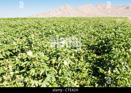 A cotton crop is flowering in Arizona. Stock Photo