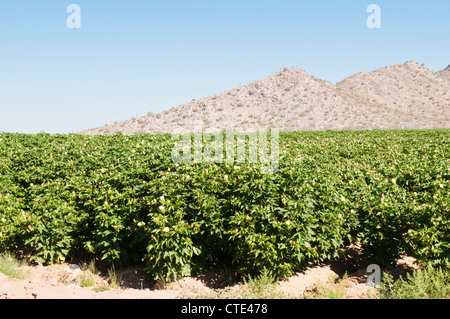 A cotton crop is flowering in Arizona. Stock Photo