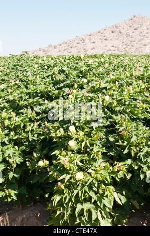 A cotton crop is flowering in Arizona. Stock Photo