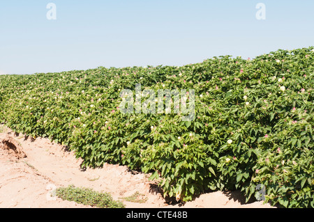 A cotton crop is flowering in Arizona. Stock Photo