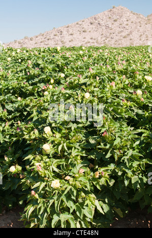 A cotton crop is flowering in Arizona. Stock Photo