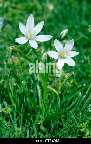 STAR-OF-BETHLEHEM Ornithogalum angustifolium (Liliaceae) Stock Photo