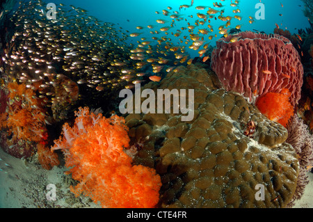 Colorful Coral Reef, Komodo, Indonesia Stock Photo