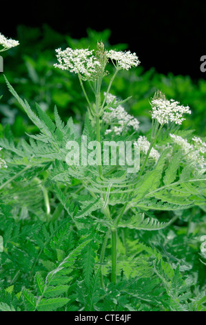 SWEET CICELY Myrrhis odorata (Apiaceae) Stock Photo