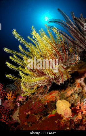 Feather Stars in Coral Reef, Comanthina sp., Alor, Indonesia Stock Photo