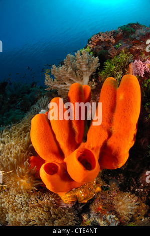 Red Tube Sponge in Coral Reef, Porifera, Alor, Indonesia Stock Photo