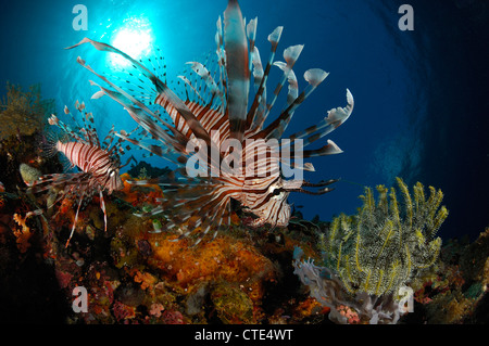Red Lionfish in Coral Reef, Pterois volitans, Alor, Indonesia Stock Photo