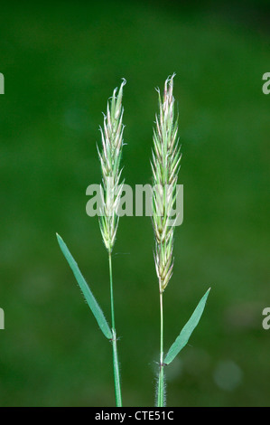 SWEET VERNAL-GRASS Anthoxanthum odoratum Stock Photo