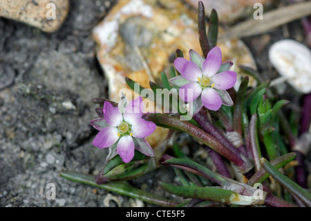 LESSER SEA-SPURREY Spergularia marina (Caryophyllaceae) Stock Photo