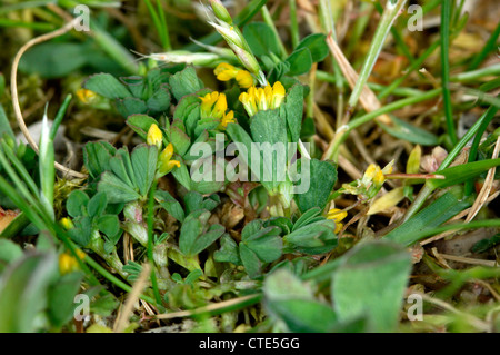 SLENDER TREFOIL Trifolium micranthum (Fabaceae) Stock Photo