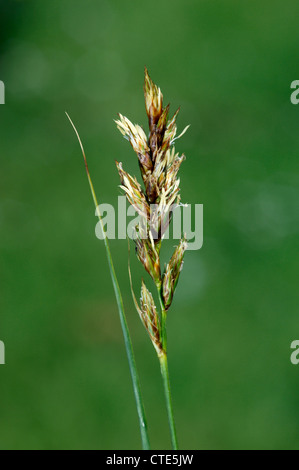 SAND SEDGE Carex arenaria (Cyperaceae) Stock Photo