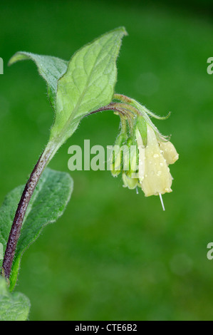 TUBEROUS COMFREY Symphytum tuberosum (Boraginaceae) Stock Photo