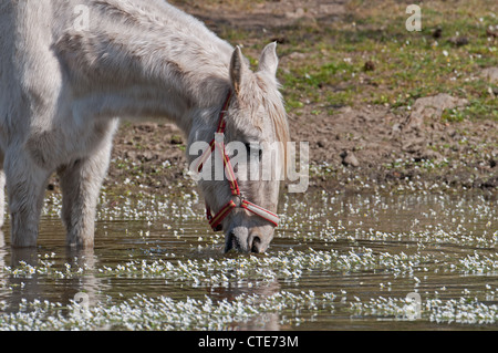 A HORSE DRINKING WATER FROM  A LAKE COVERED BY WATER CROWFOOT Ranunculus aquatilis. SPAIN Stock Photo